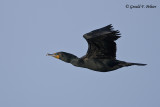  Double - crested Cormorant 
