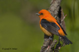 Scarlet Tanager  ( orange variant )