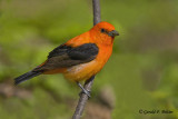 Scarlet Tanager  ( orange variant )  5