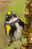 Yellow - rumped Warbler  2