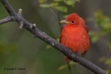 Summer Tanager