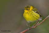 Cape May Warbler  3