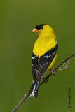 American Goldfinch   5