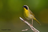 Common Yellowthroat  7