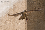 Peregrine Falcon  
