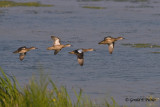 Blue - winged Teal