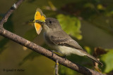 Eastern Phoebe 10