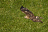 Red - tailed Hawk  18