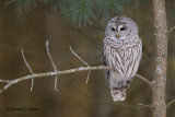 Barred Owl  ( re - edit )