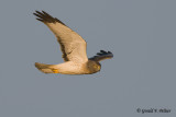 Northern Harrier  49