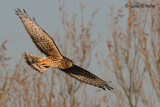 Northern Harrier  50