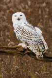 Snowy Owl  ( captive )