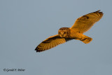 Short - eared Owl