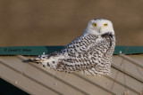 Snowy Owl  