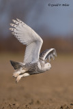 Snowy Owl  