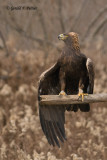 Golden Eagle  6  (captive )