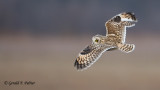 Short - eared Owl  