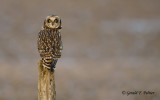 Short - eared Owl