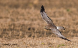 Northern Harrier  54