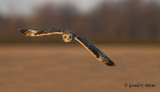 Short - eared Owl