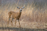 White - tailed Deer   6