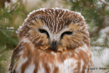 Northern Saw - whet Owl