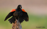 Red - winged Blackbird