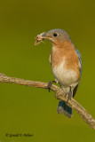 Eastern Bluebird  ( f )