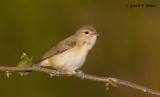 Warbling Vireo