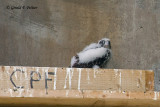 Peregrine Falcons   # 22