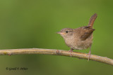 House Wren  