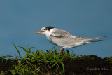 Common Tern  ( juvenile )