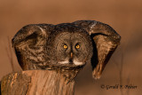 Great Gray Owl