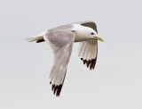 Black-Legged Kittiwake