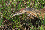 American Bittern