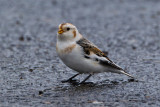 Snow Bunting