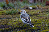 Snow Bunting