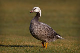 Emperor Goose