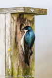 Tree Swallow