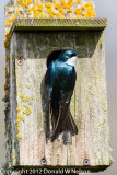 Tree Swallow