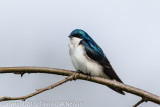 Tree Swallow