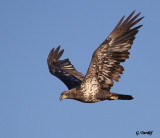 Pygargue  tte blanche/Bald Eagle (juv)