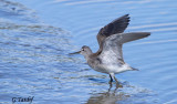 Bcasseau  croupillon blanc / White-rumped Sandpiper