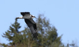 Balbuzard Pcheur / Osprey