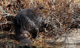 Castor / Beaver