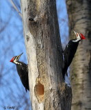 Grand Pic / Pileated Woodpecker 