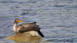 Cormoran  aigrettes / Double-crested Cormorant
