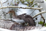 Harle Couronn / Hooded Merganser(imm)