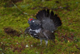 Ttras du Canada / Spruce Grouse 