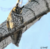 Hibou moyen-duc /Long-eared Owl